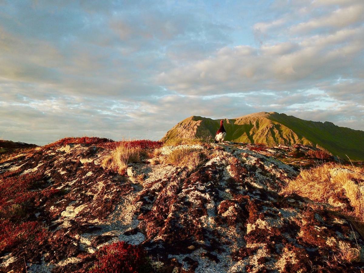 Lofoten Ocean View - Sandoy Gard Sand  Екстер'єр фото